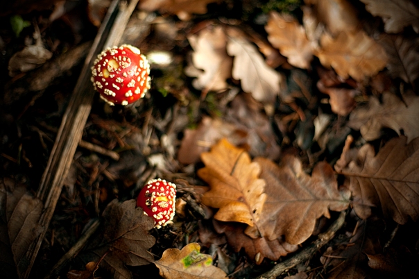 mushrooms s